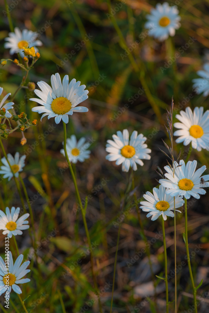 Fototapeta premium daisies in the meadow