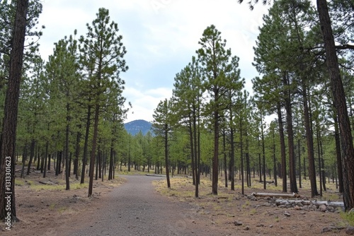 Walk through the majestic pine woodland: the smell of towering evergreens and...