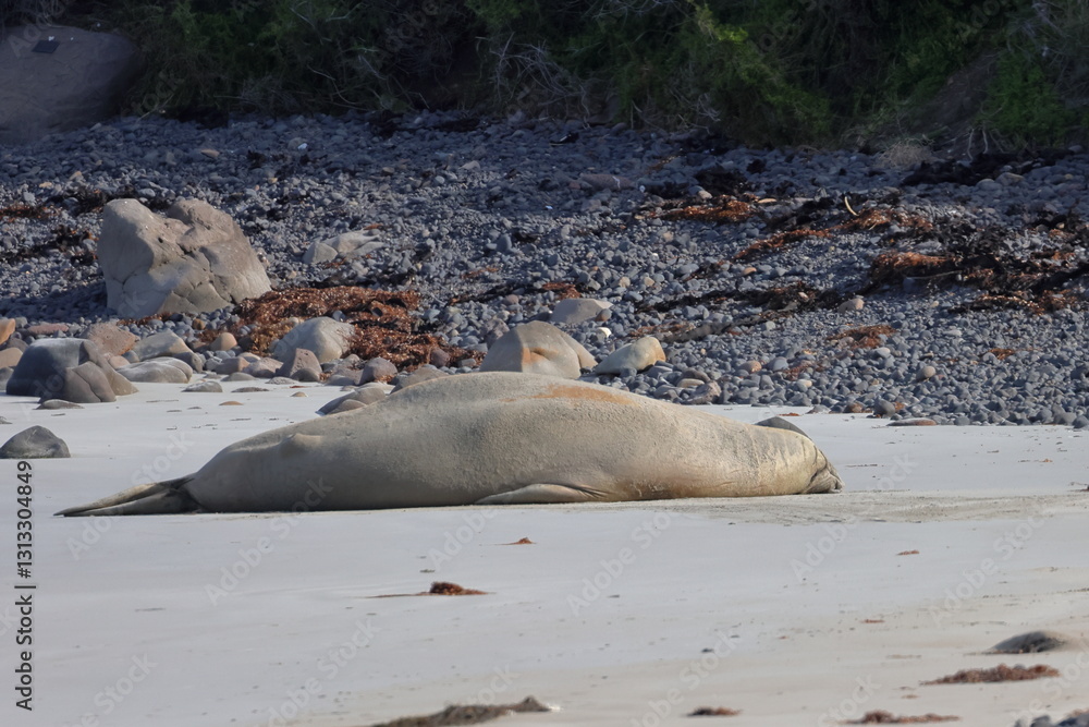 Fototapeta premium elephant seal