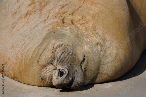 Obraz na plátně elephant seal