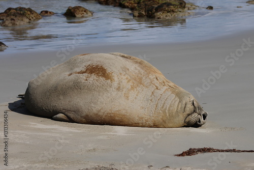 elephant seal