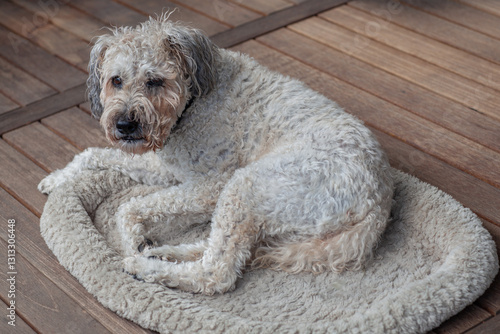 Wallpaper Mural Old tired curly beige dog lies in his bed on the terrace Torontodigital.ca