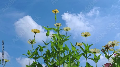 field of dandelions