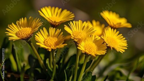 Wild flowers abound in spring