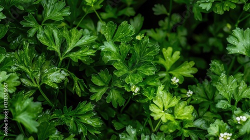 Wallpaper Mural Fresh Green Herb Leaves with Water Droplets on Dark Background Torontodigital.ca