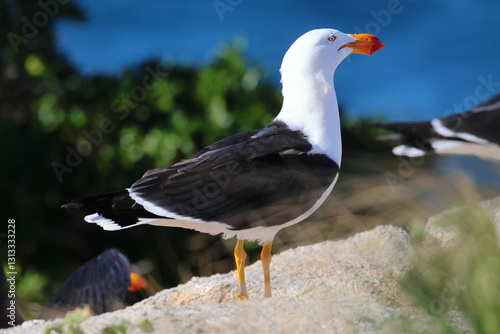 pacific gull photo