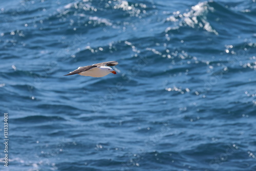 pacific gull photo