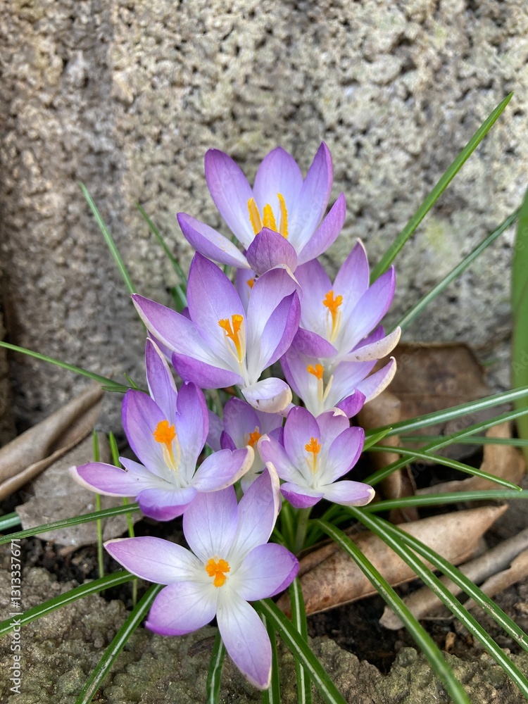 Φωτογραφία Lila Krokusse wachsen in Pflanzsteinen als erste Frühlingsboten in der Natur