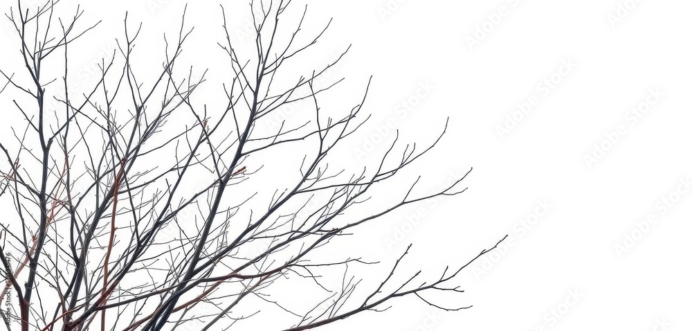 Fototapeta premium Naked branches, stark winter scene, isolated on pure white, texture, bare