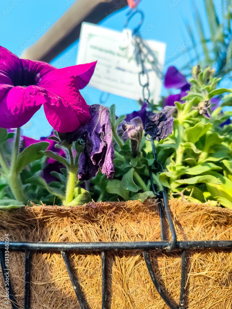 Φωτογραφία Beautiful multicolour fresh flowers shown at Noida Flower show held at Delhi NCR