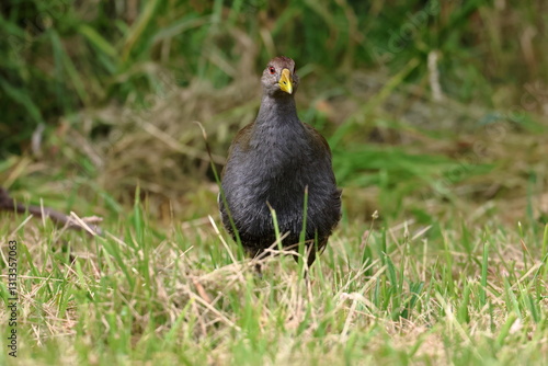 tasmanian nativehen photo