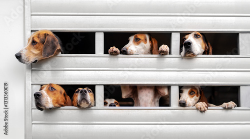 Obraz na plátne American Foxhound in Truck