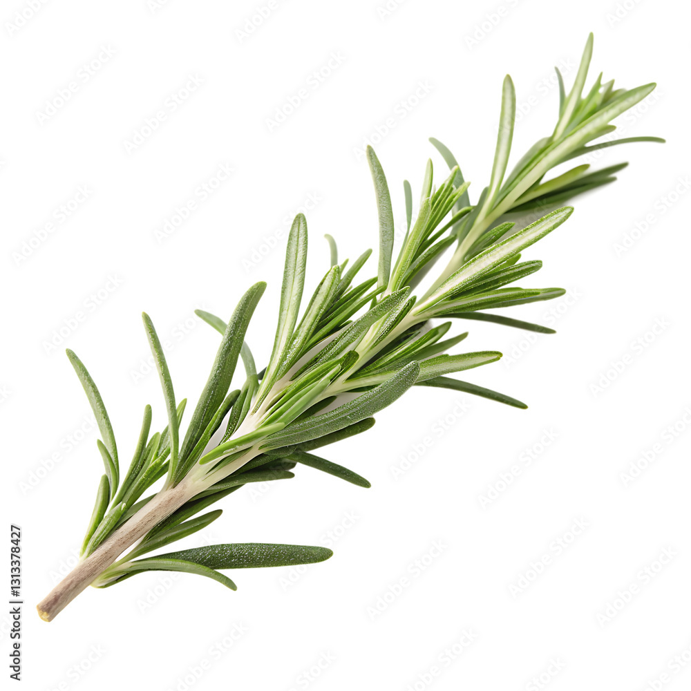 Fresh rosemary sprig isolated on white background Fresh rosemary sprig isolated on white background