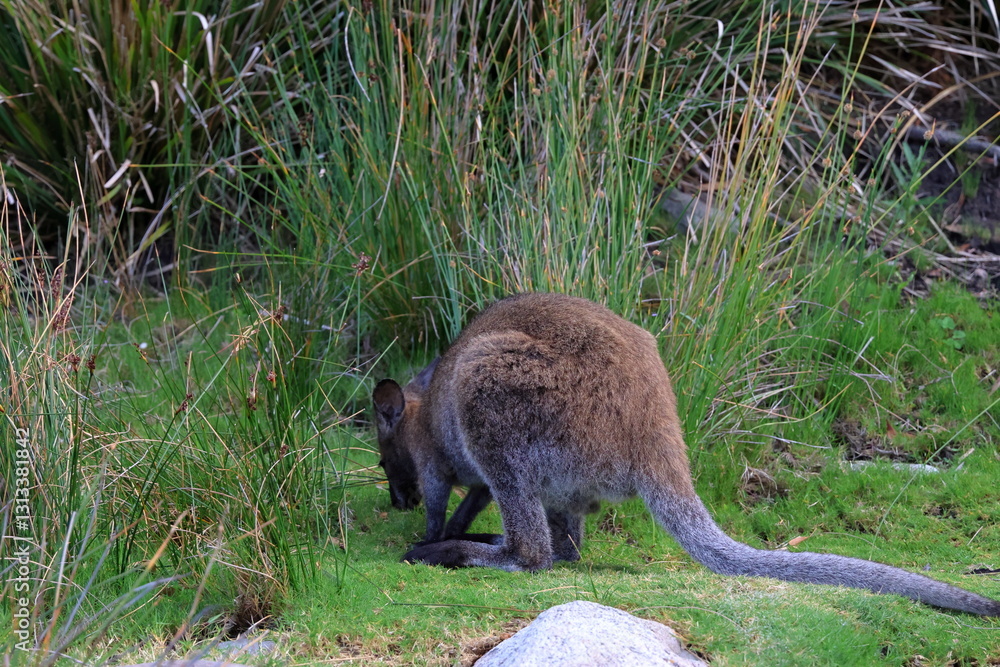 Naklejka premium bennet wallaby