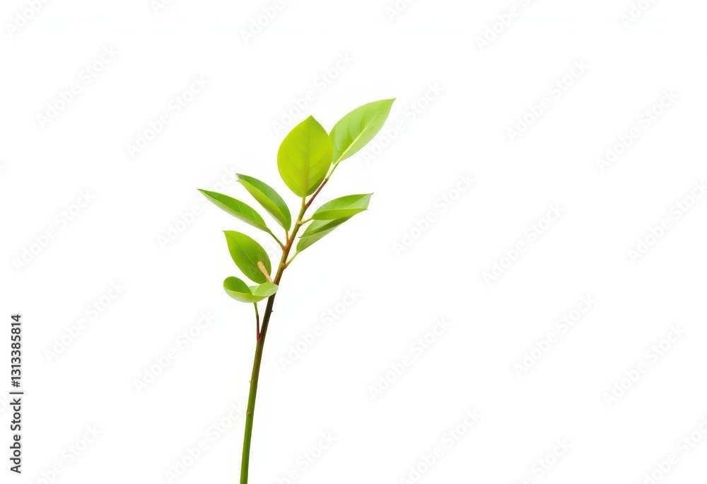 Single vibrant green plant, isolated on pure white backdrop, vegetation, stem Single vibrant green plant, isolated on pure white backdrop, vegetation, stem