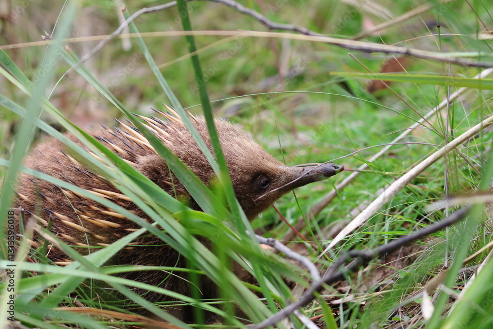 Fototapeta premium echidna