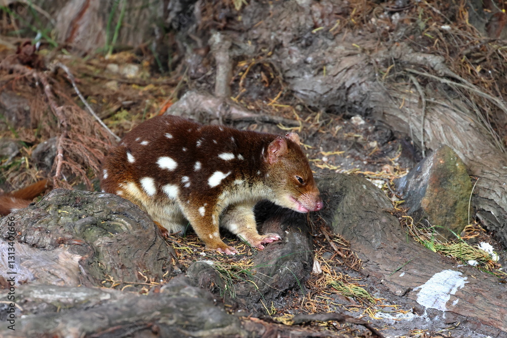 Obraz premium spotted quoll