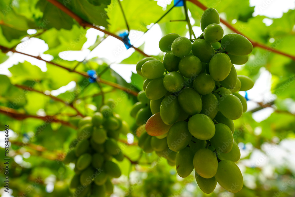 green grapes on the vine green grapes on the vine