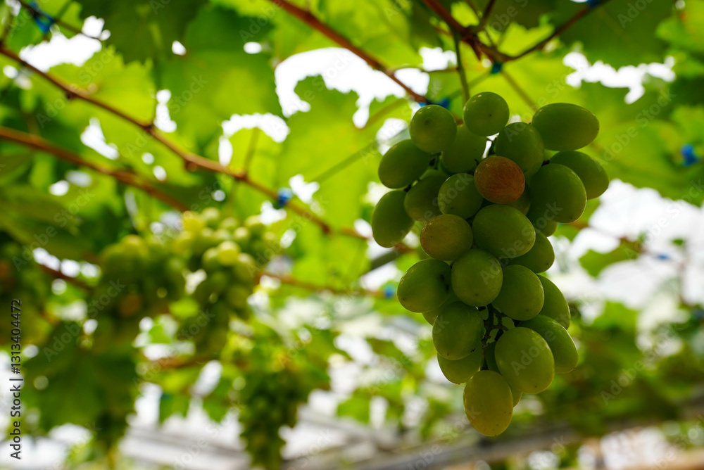 green grapes on the vine green grapes on the vine
