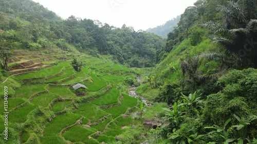 Lush Green Terraced Fields in a Tropical Forest Landscape