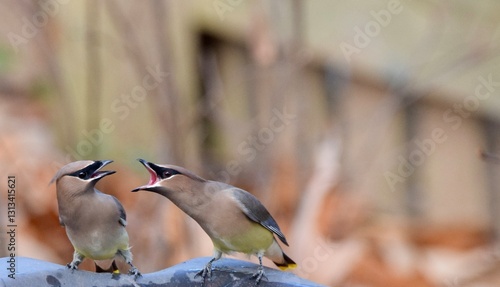 Two Cedar Waxwings 