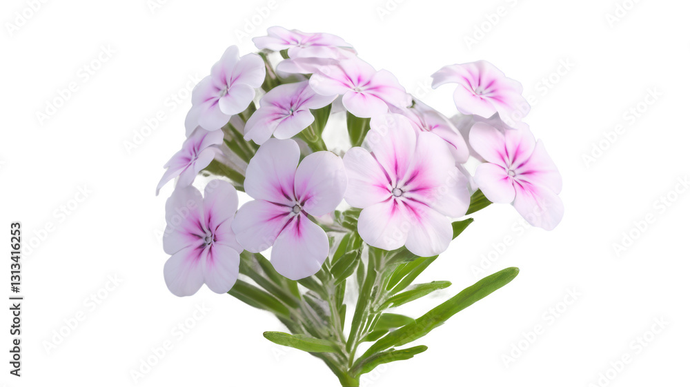 phlox phlox