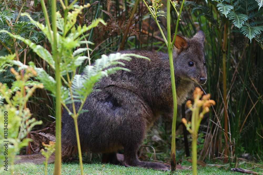 pademelon pademelon