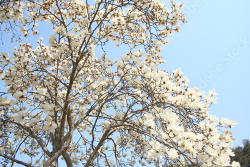 나무, 봄, 블로섬, flower, 네이처, 버찌, 목련