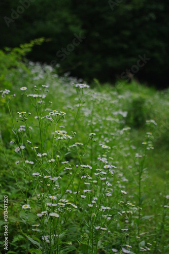 네이처, 식물, 목초, 들판, 여름, 봄, 목초지, 풍경