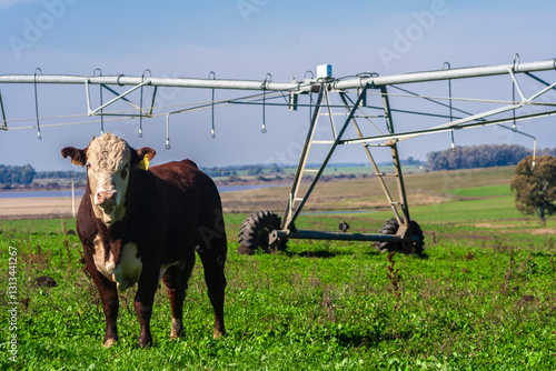 Obraz na płótnie Hereford cattle on green pasture, with an irrigation pivot in the background, on a ranch for beef and dairy cattle, in Brazil w salonie