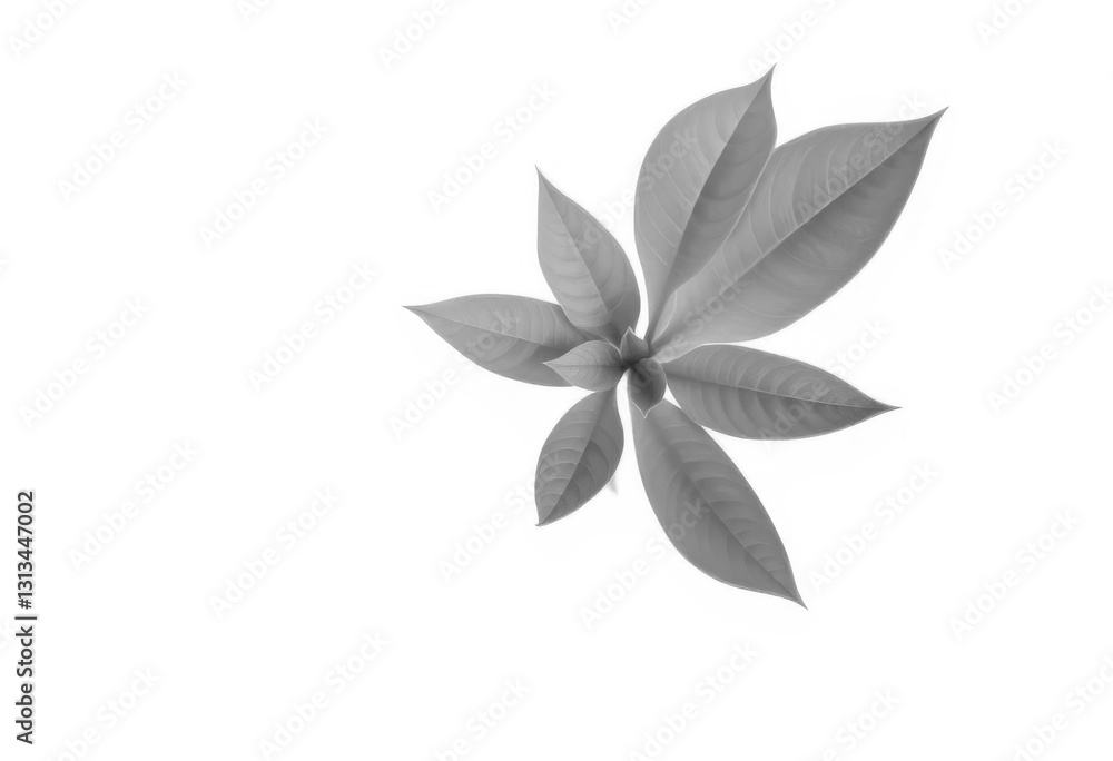 Single vibrant green plant, isolated on pure white background, botanical, plant image Single vibrant green plant, isolated on pure white background, botanical, plant image