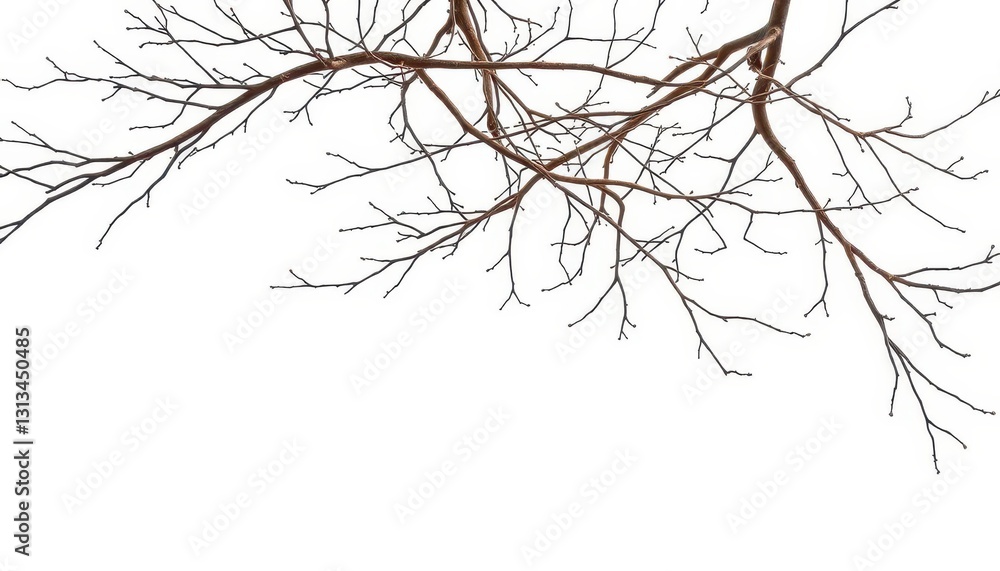 Bare, intertwined branches isolated on pure white backdrop, still life, simple