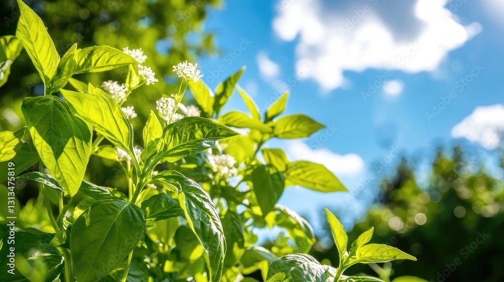 Fresh Green Leaves with White Flowers Against a Bright Blue Sky Fresh Green Leaves with White Flowers Against a Bright Blue Sky