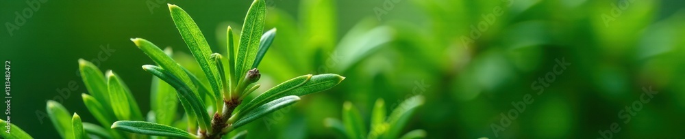 Vibrant green rosemary sprigs, macro detail Organic texture , plant, food Vibrant green rosemary sprigs, macro detail Organic texture , plant, food