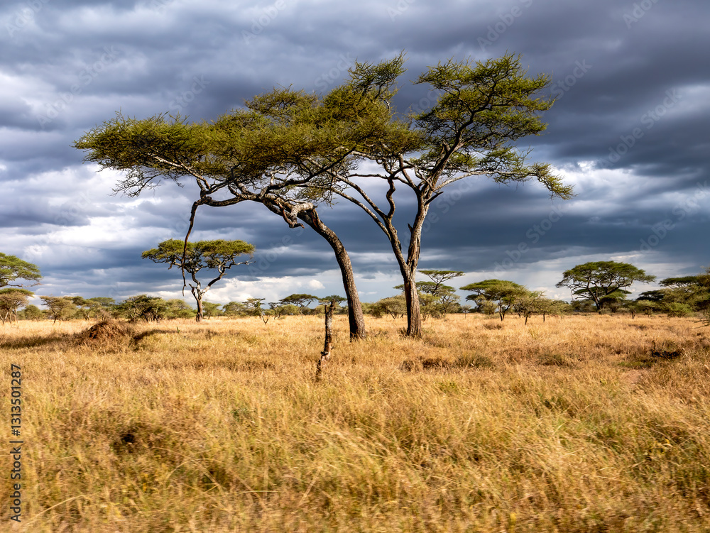 Serengeti savannah landscape with acacia umbrella. Serengeti savannah landscape with acacia umbrella.