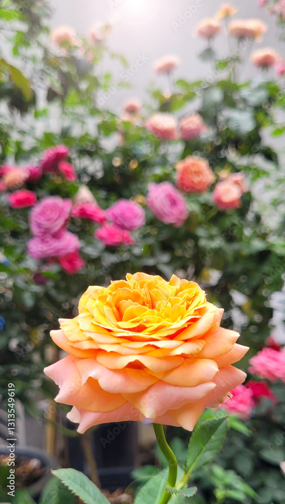 Beautiful roses