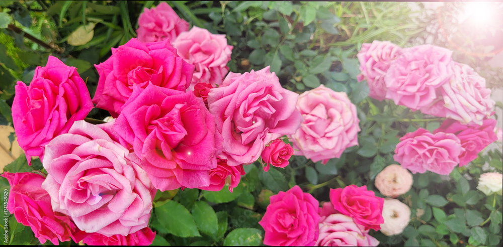 Beautiful roses