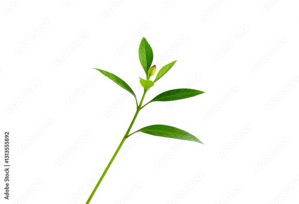 Single vibrant green plant, isolated on pure white, background, nature Single vibrant green plant, isolated on pure white, background, nature
