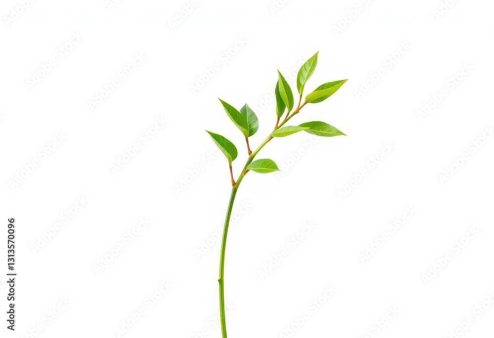 Fototapeta premium Single vibrant green plant, isolated on pure white backdrop, asset, natural