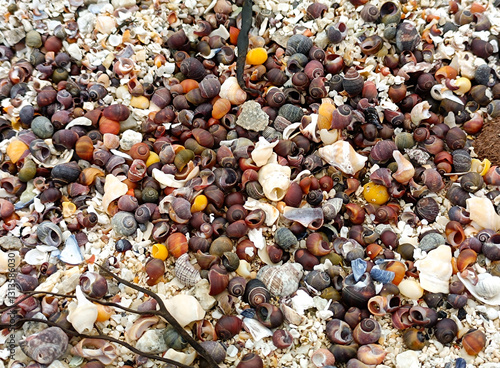 bunte Schneckenhäuser, Muscheln und Muschelkalk am Atlantikstrand bei Tromsö