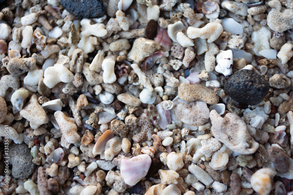 Coral fragments and shells scattered on a sandy beach during low tide Coral fragments and shells scattered on a sandy beach during low tide
