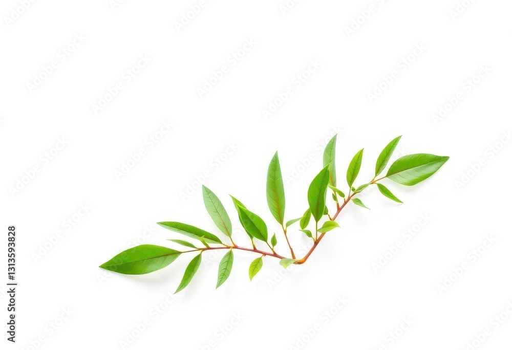 Single vibrant green plant, isolated on pure white backdrop, horticulture, studio shot Single vibrant green plant, isolated on pure white backdrop, horticulture, studio shot