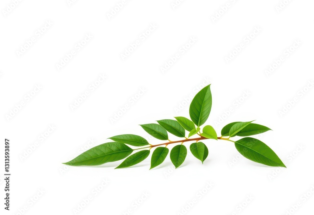 Single vibrant green plant, isolated on pure white backdrop, nature, summer Single vibrant green plant, isolated on pure white backdrop, nature, summer