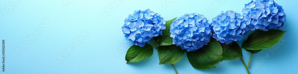 Three Vibrant Flowers Of Blue Hydrangea., Isolated On Light Blue Background With Copy Space. Three Vibrant Flowers Of Blue Hydrangea., Isolated On Light Blue Background With Copy Space.