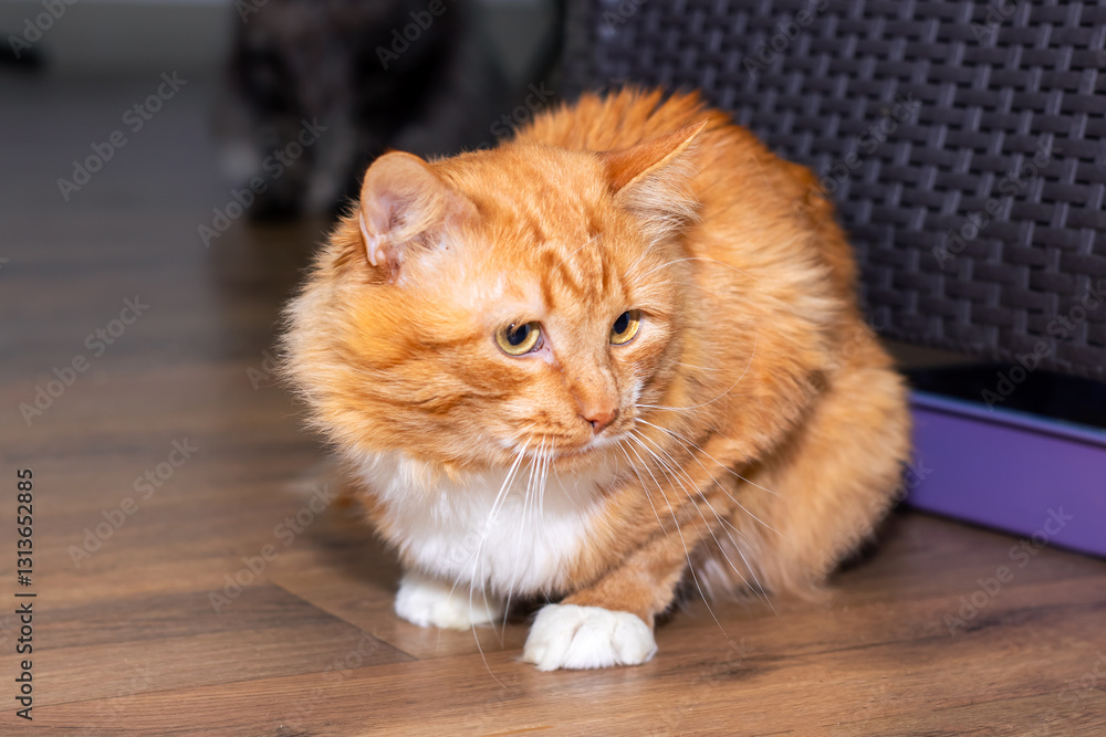 Naklejka premium An orange and white cat on a wooden floor with milk dribbling