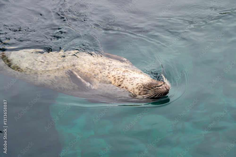 Fototapeta premium close up of a swimming seal