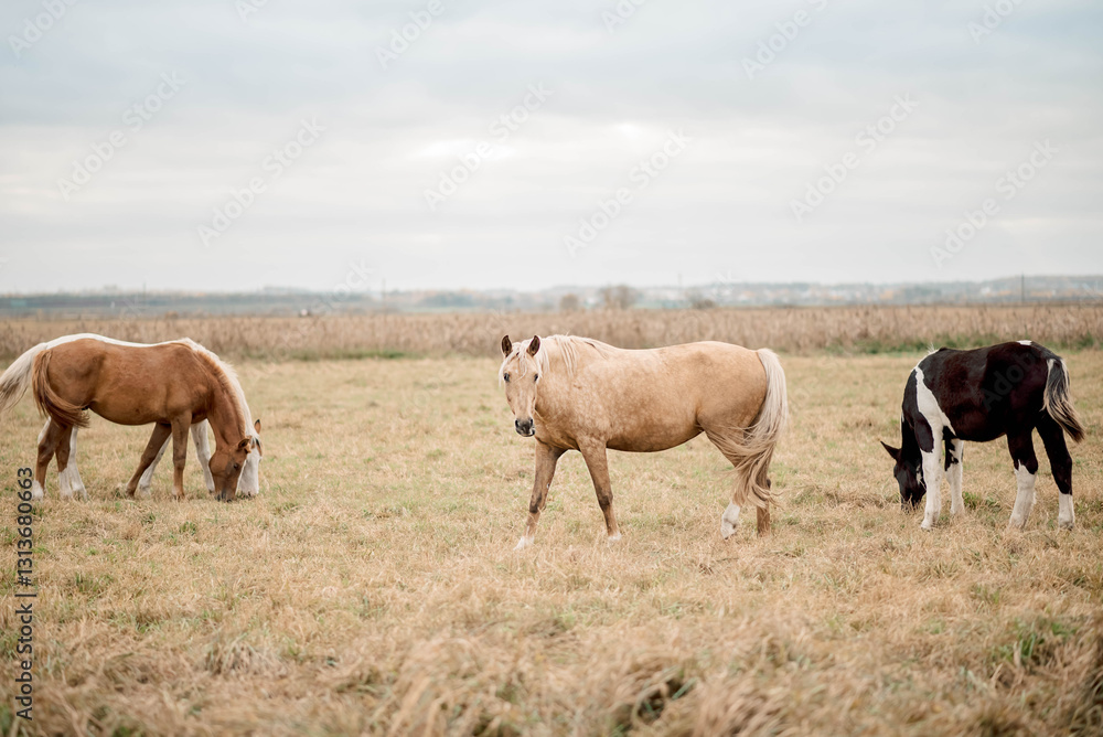 Horses roam in a spacious pasture, improving health through movement and natural diet. Health-focused care ensures strong hooves, optimal digestion, and reduced stress levels Horses roam in a spacious pasture, improving health through movement and natural diet. Health-focused care ensures strong hooves, optimal digestion, and reduced stress levels