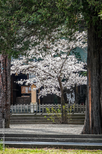 Cherry blossoms in Tokyo, Japan