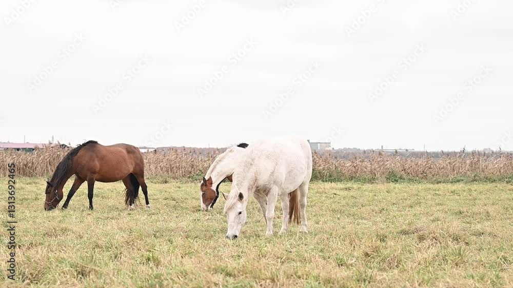Horses grazing on a green pasture, receiving natural care through proper feeding. Careful pasture management ensures care for digestive health, stress relief, and balanced nutrition Horses grazing on a green pasture, receiving natural care through proper feeding. Careful pasture management ensures care for digestive health, stress relief, and balanced nutrition