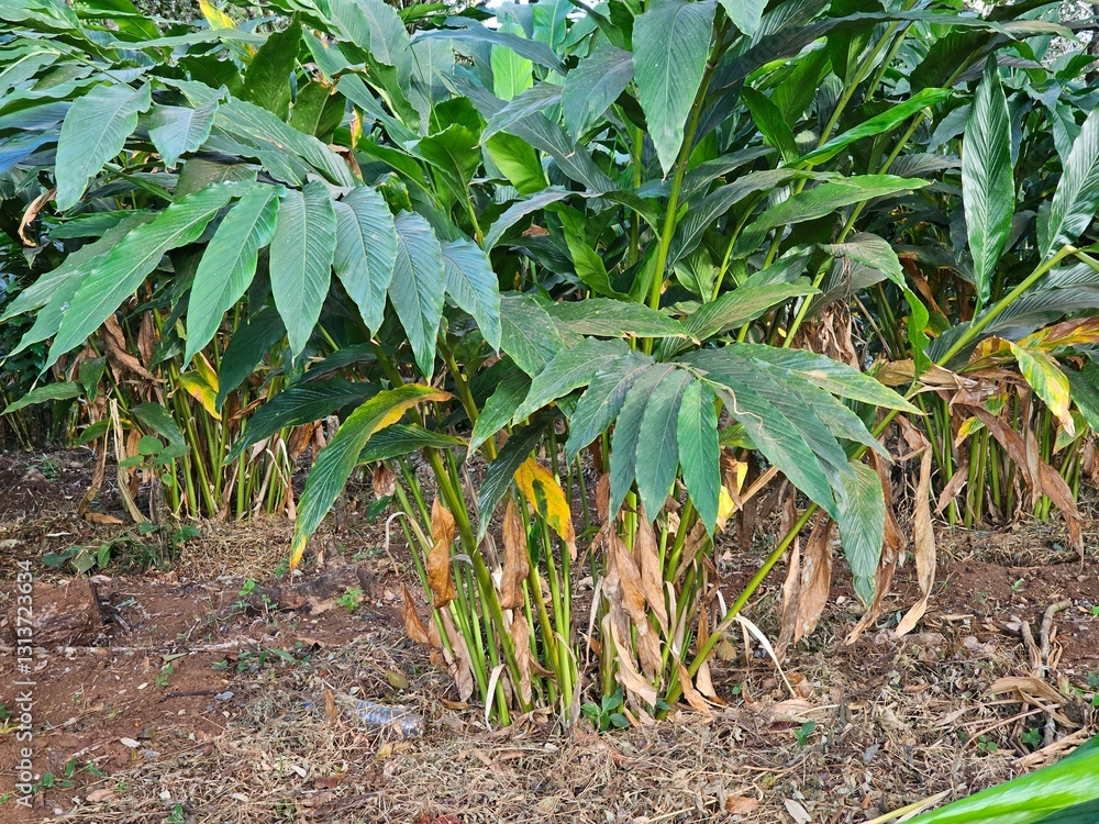 Foto View or cardamon, cardamom or cardumum plant